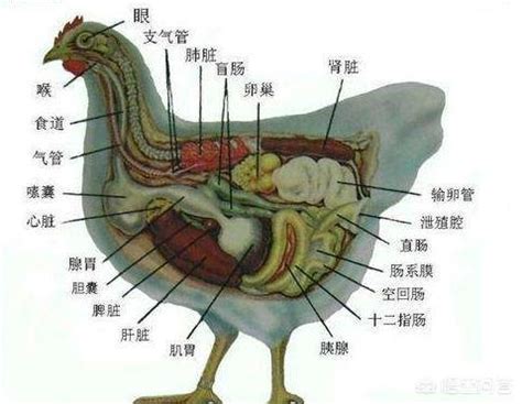 雞垂意思|公鸡嘴下面垂着的叫什么？